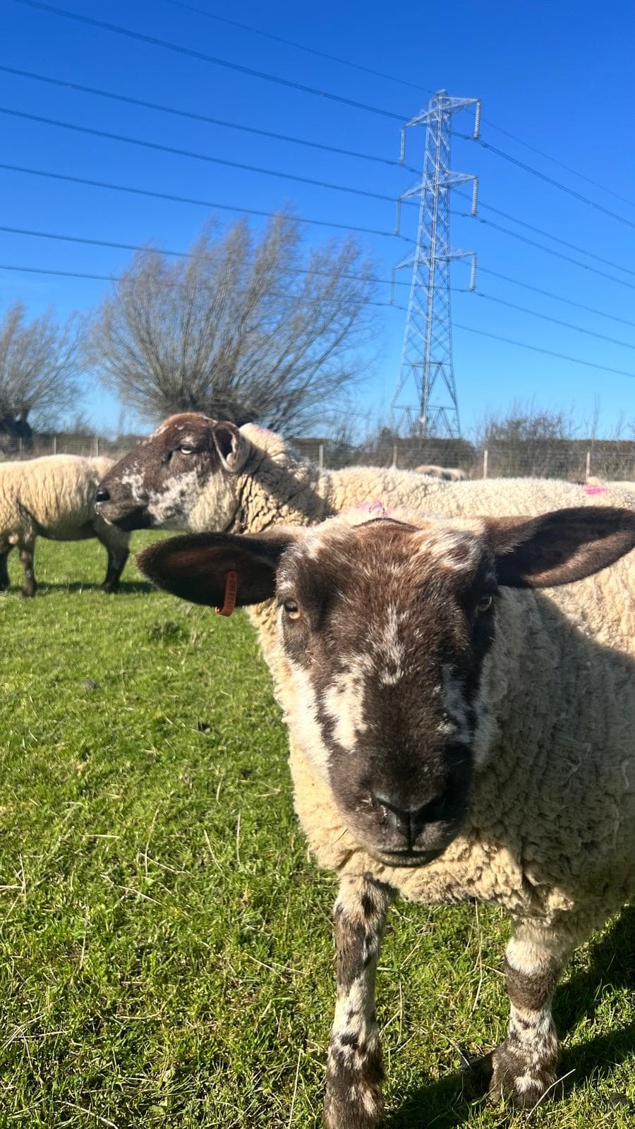 Sheep grazing on Cropwell Farm