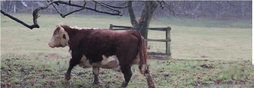 A Hereford cow in a misty winter field