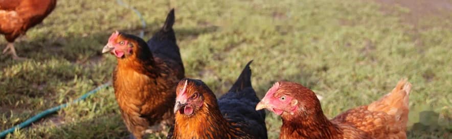 Free-range hens on Cropwell Farm