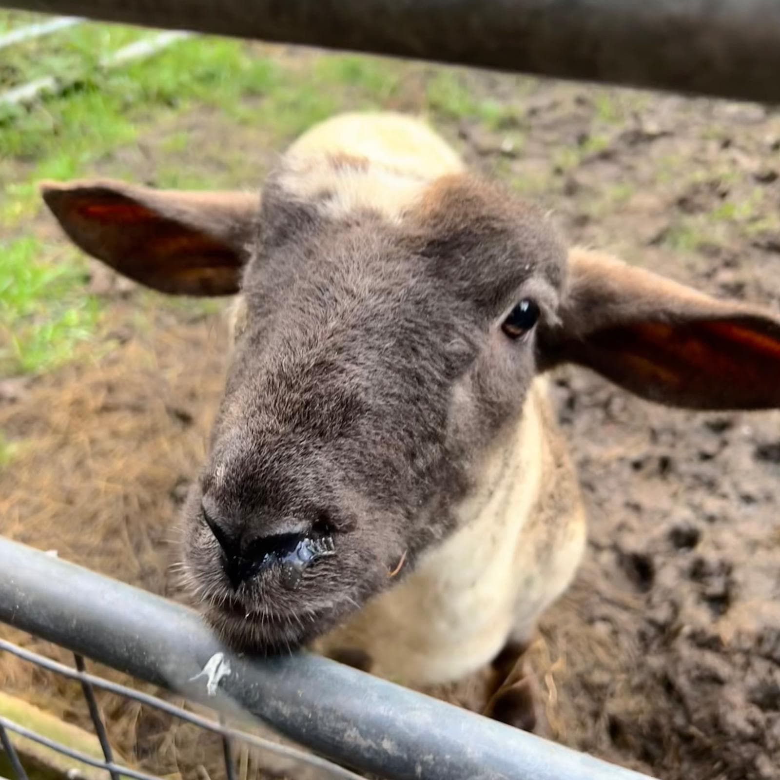 A curious young sheep peering over a gate