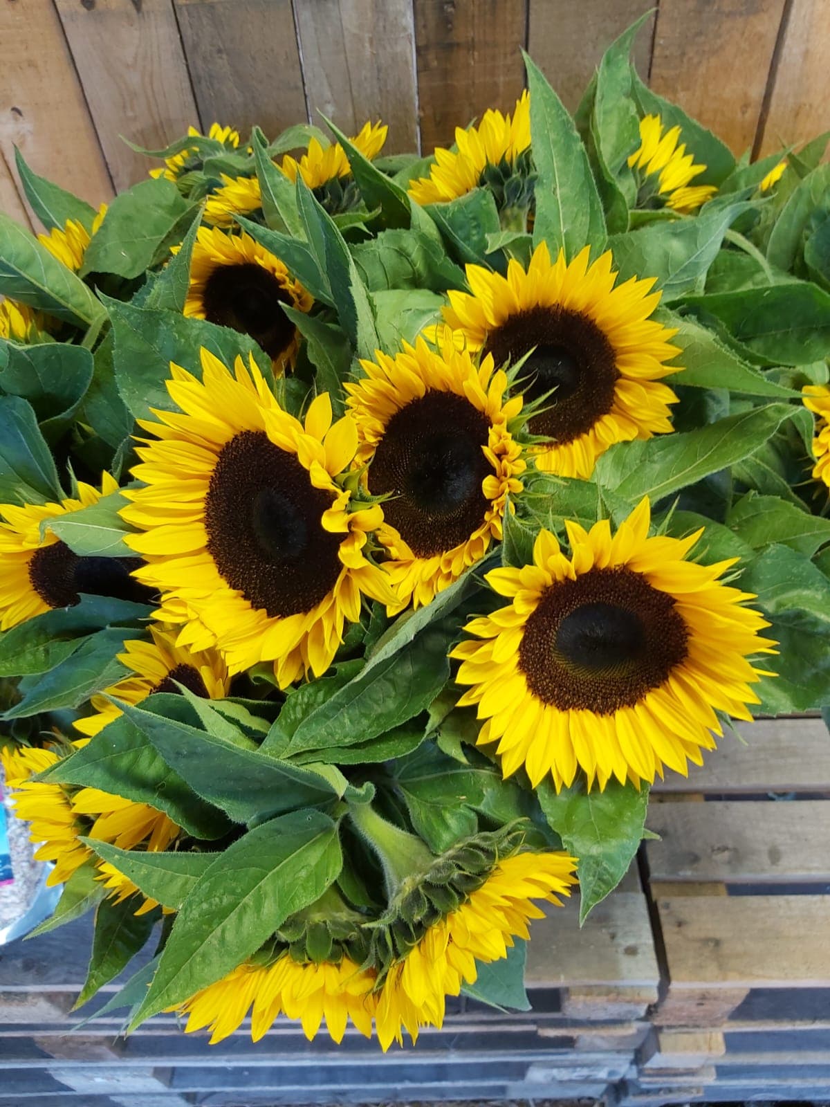 A vibrant bunch of sunflowers