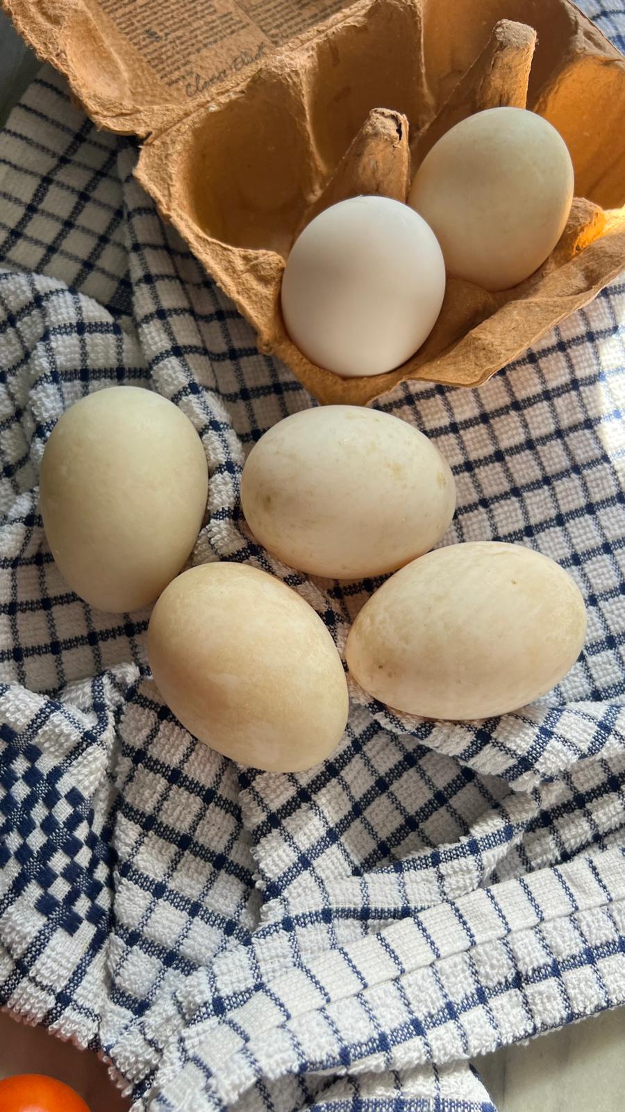Duck and hen eggs side by side