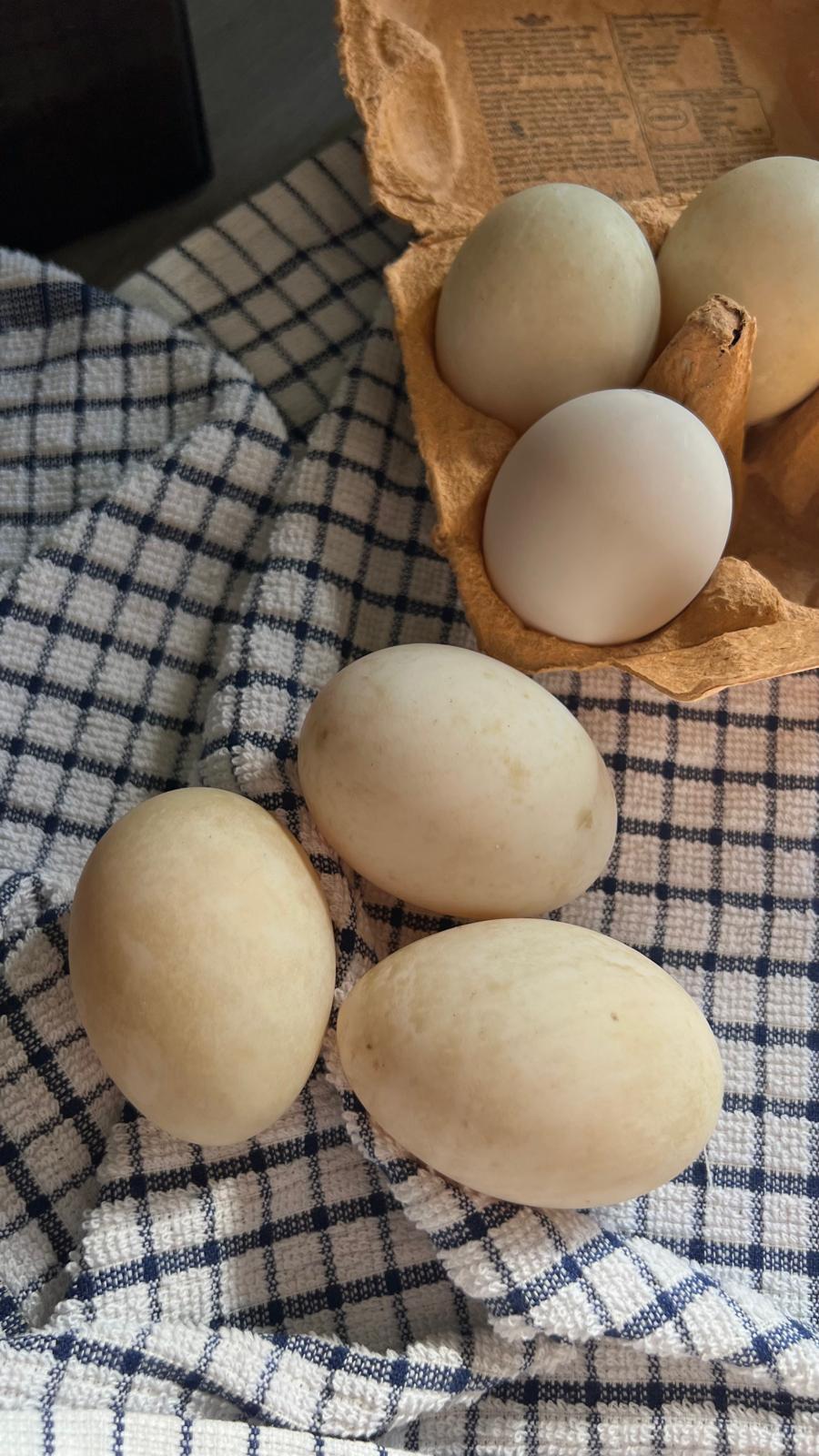 Duck eggs laid out on a kitchen cloth