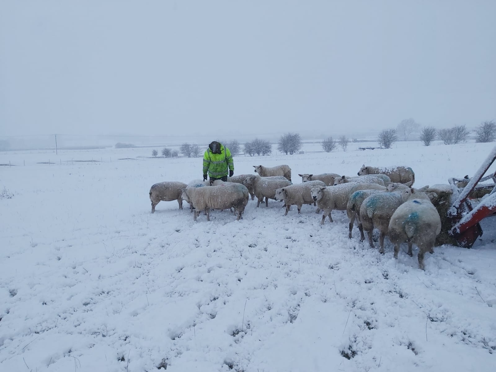 Steve in hi-vis feeding sheep in the snow