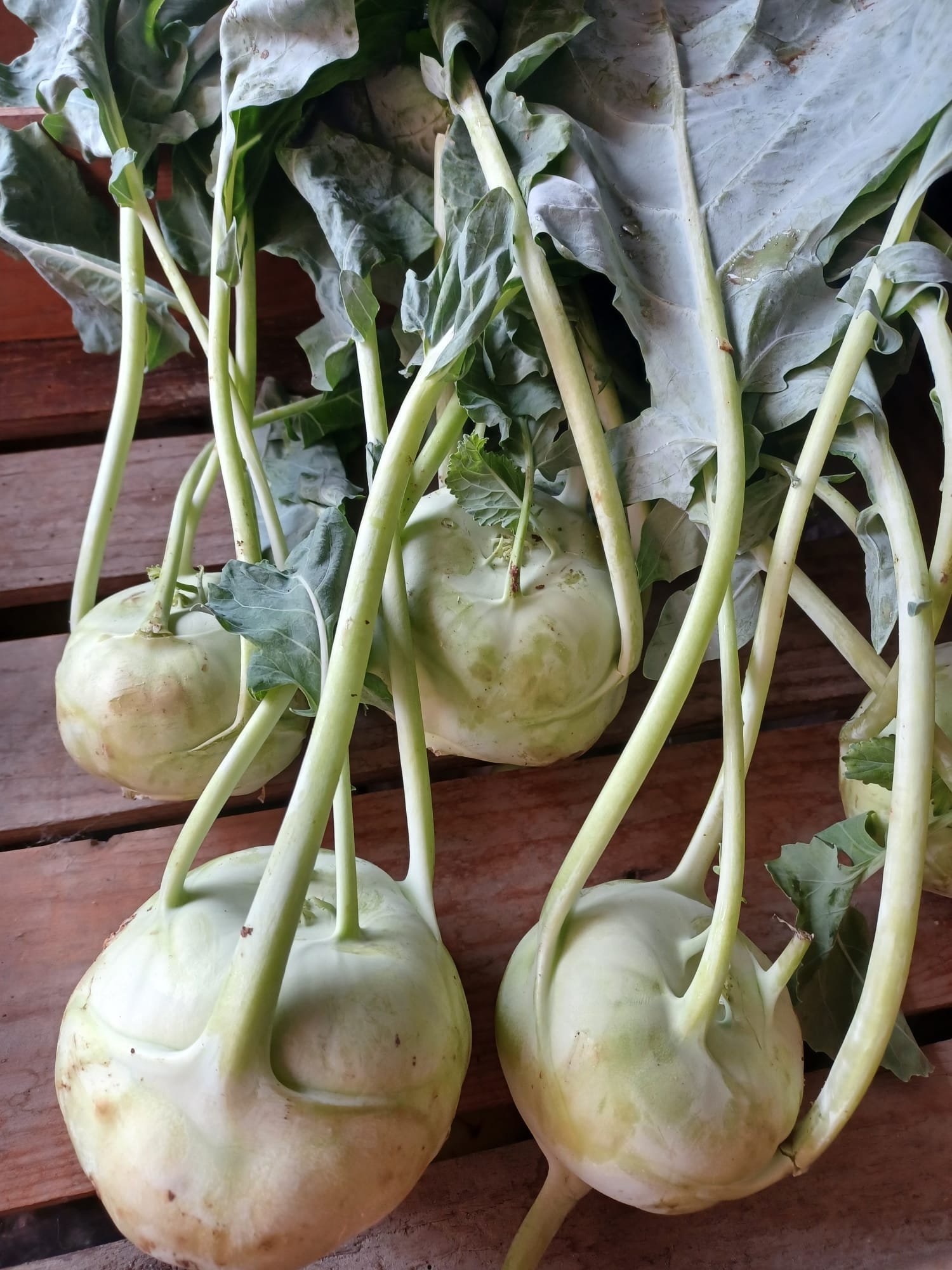 Kohlrabi vegetables on a wooden crate