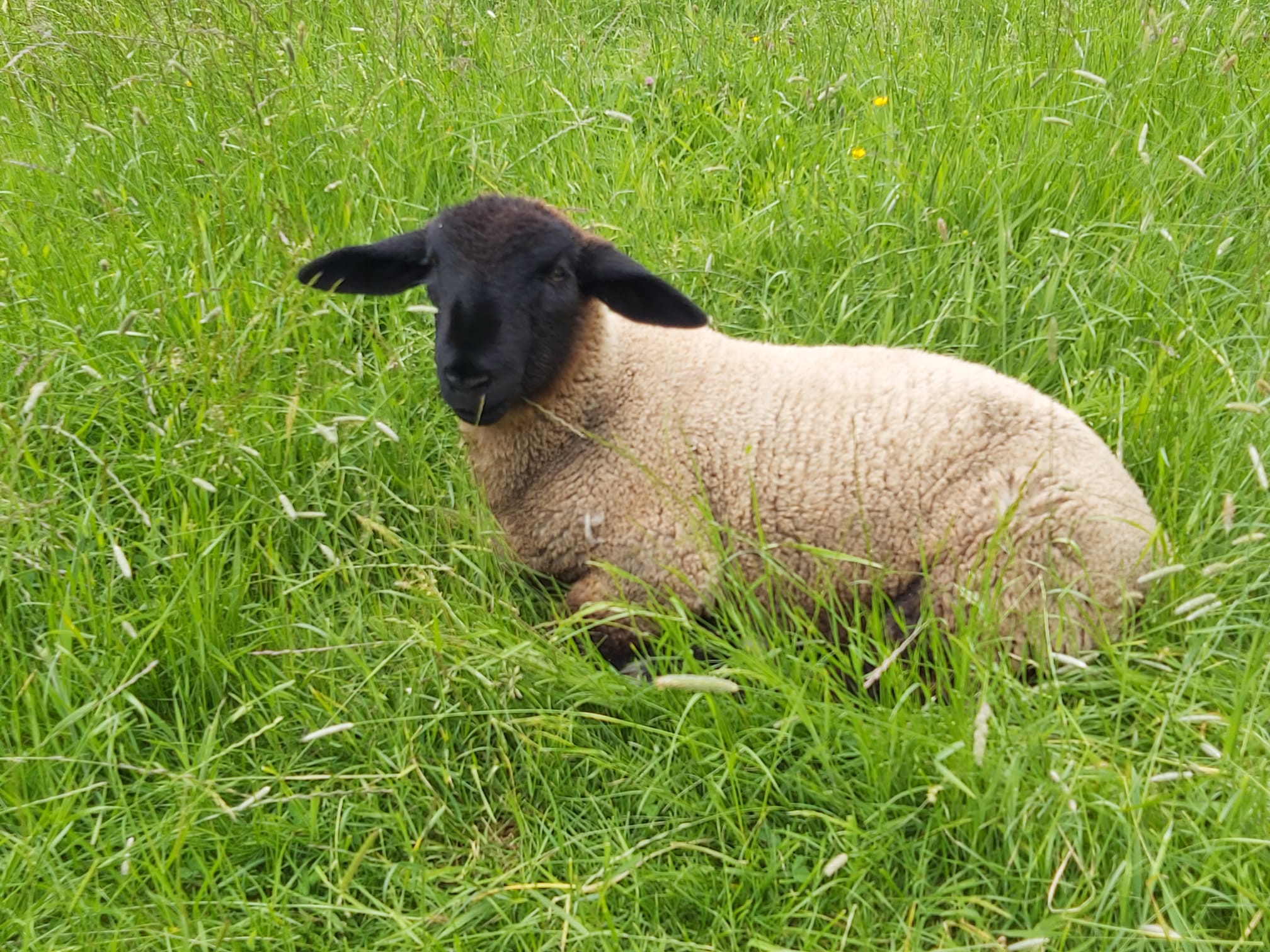 A black-faced lamb resting in lush green grass