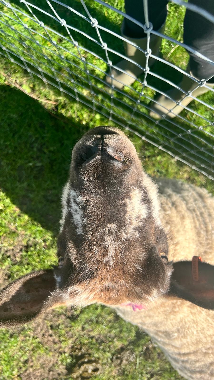 An extremely close-up shot of a lamb's nose