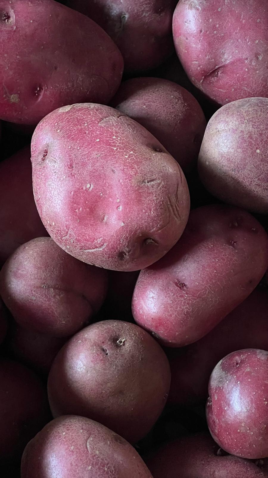 Red-skinned potatoes fresh from the farm