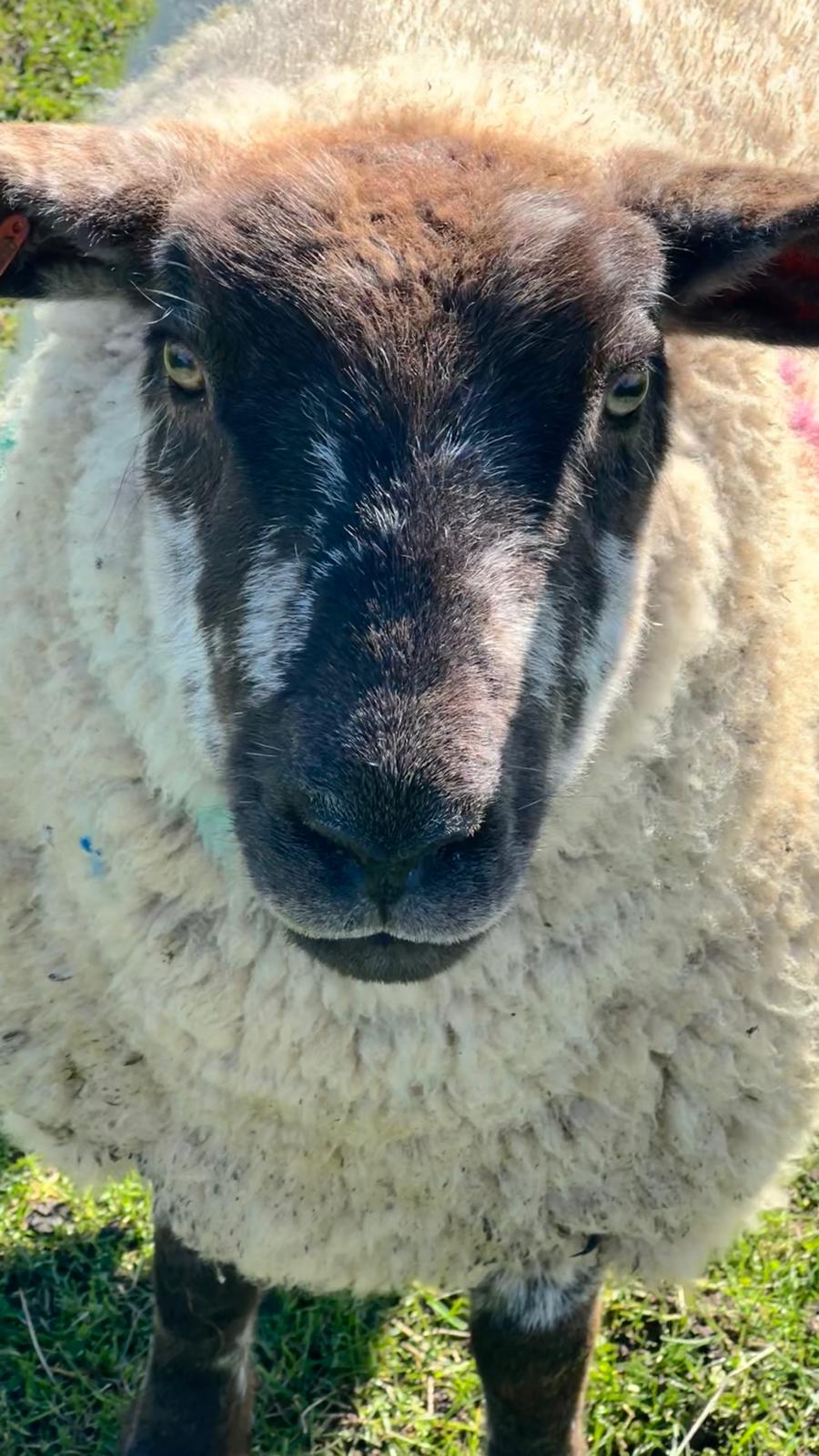 Close-up portrait of a black-faced sheep