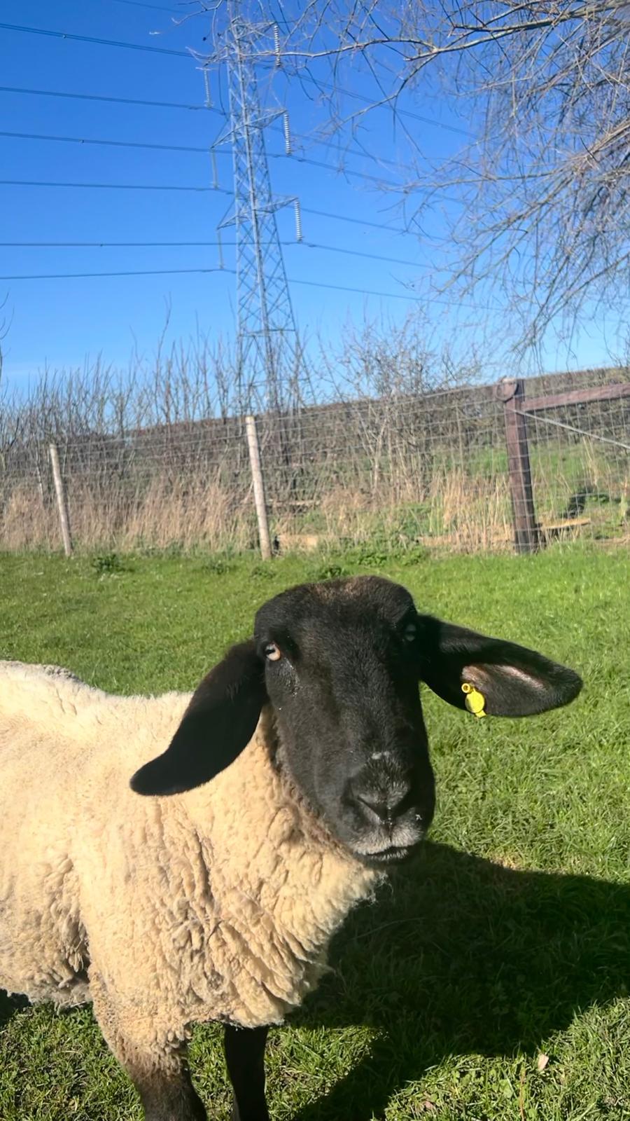 A black-faced sheep in a sunny field