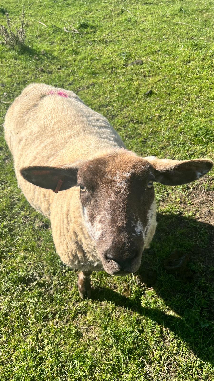 A friendly brown-faced sheep looking up at the camera
