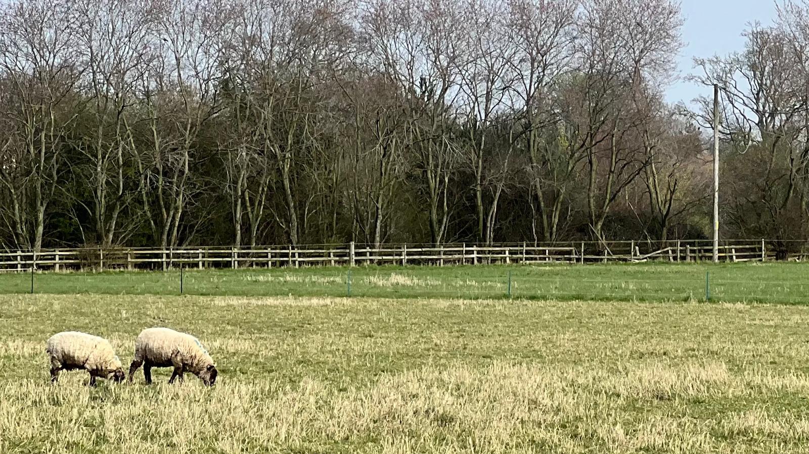 Two sheep grazing in a wide open field