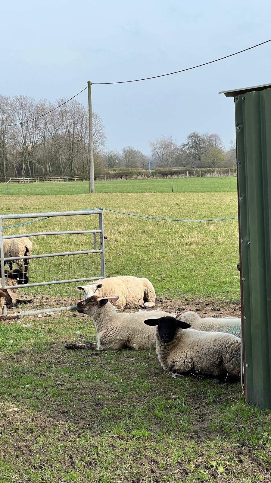 A sheep resting by a farm gate