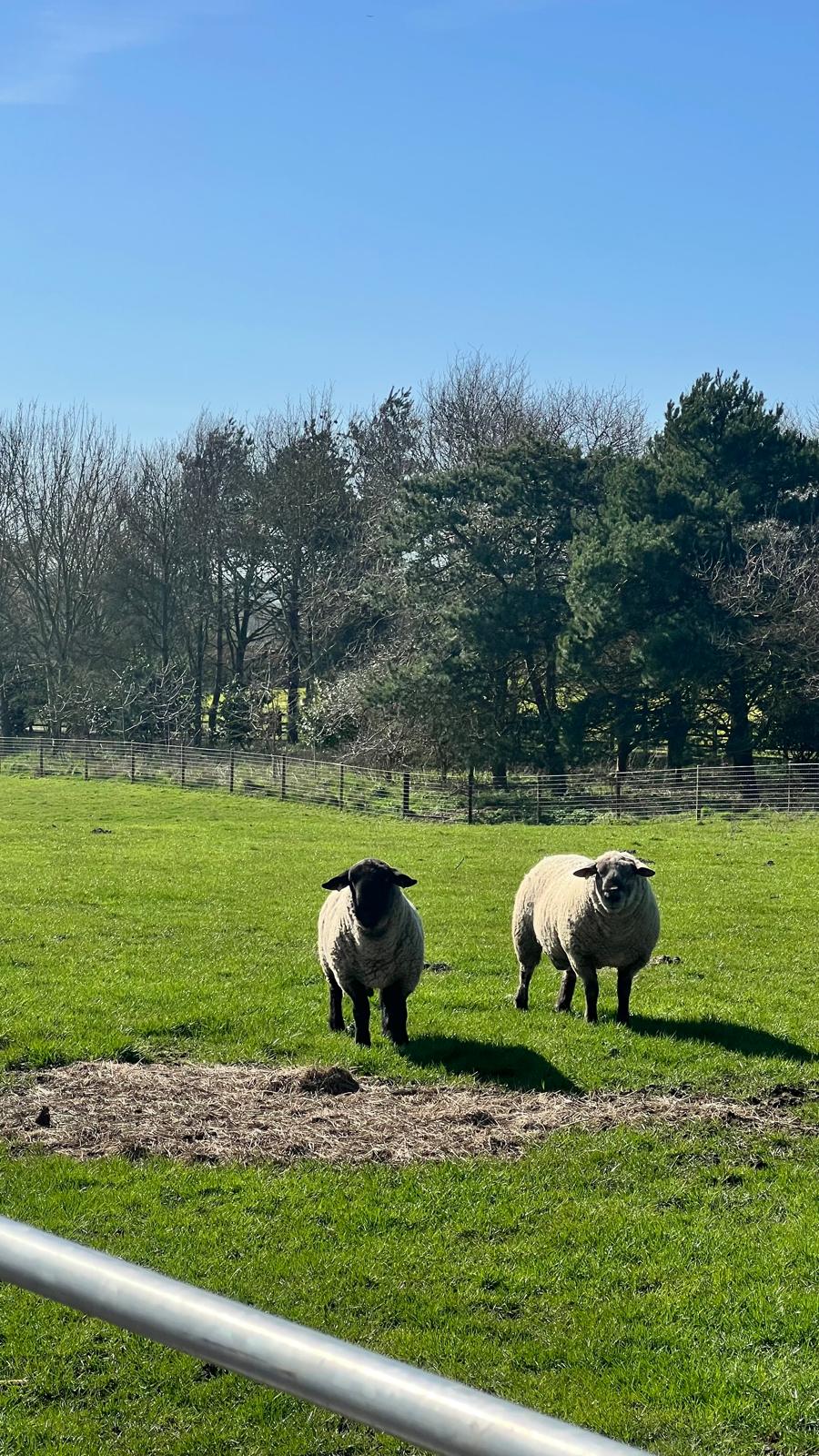 Two black-faced sheep standing in a sunny field